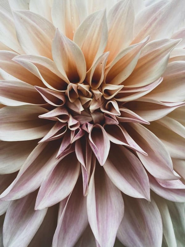 Comment faire son propre lait d'amande maison ?